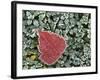 Frosted Hawthorn leaves, Spokane County, Washington, USA-Charles Gurche-Framed Photographic Print