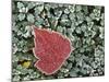 Frosted Hawthorn leaves, Spokane County, Washington, USA-Charles Gurche-Mounted Photographic Print