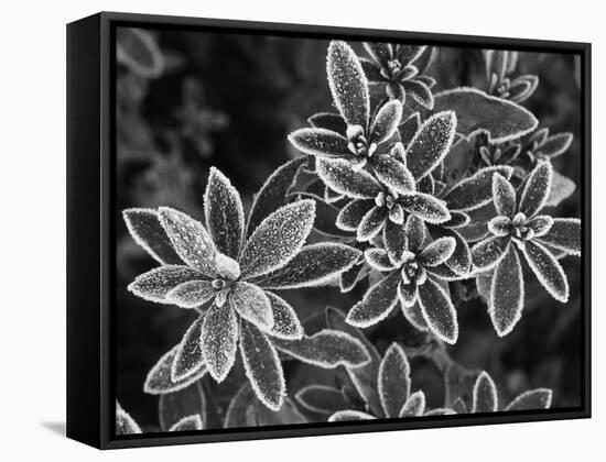 Frosted Leaves, Winter, Close-Up-Stuart Westmorland-Framed Stretched Canvas