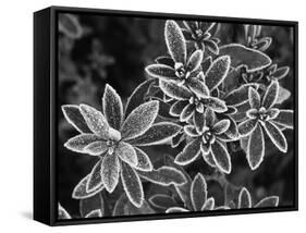 Frosted Leaves, Winter, Close-Up-Stuart Westmorland-Framed Stretched Canvas