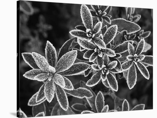 Frosted Leaves, Winter, Close-Up-Stuart Westmorland-Stretched Canvas