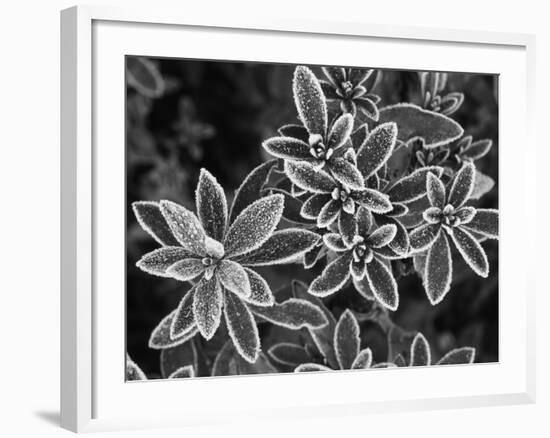 Frosted Leaves, Winter, Close-Up-Stuart Westmorland-Framed Photographic Print