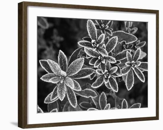 Frosted Leaves, Winter, Close-Up-Stuart Westmorland-Framed Photographic Print