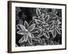 Frosted Leaves, Winter, Close-Up-Stuart Westmorland-Framed Photographic Print