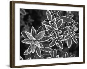 Frosted Leaves, Winter, Close-Up-Stuart Westmorland-Framed Photographic Print