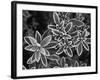 Frosted Leaves, Winter, Close-Up-Stuart Westmorland-Framed Photographic Print