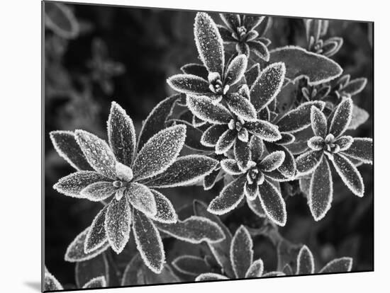 Frosted Leaves, Winter, Close-Up-Stuart Westmorland-Mounted Photographic Print