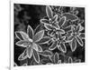 Frosted Leaves, Winter, Close-Up-Stuart Westmorland-Framed Photographic Print