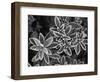 Frosted Leaves, Winter, Close-Up-Stuart Westmorland-Framed Photographic Print