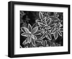 Frosted Leaves, Winter, Close-Up-Stuart Westmorland-Framed Photographic Print