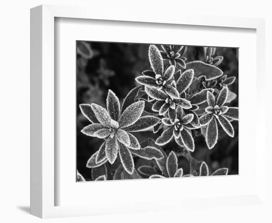 Frosted Leaves, Winter, Close-Up-Stuart Westmorland-Framed Photographic Print