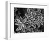 Frosted Leaves, Winter, Close-Up-Stuart Westmorland-Framed Photographic Print