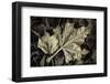 Frosted Leaves-David Lorenz Winston-Framed Art Print