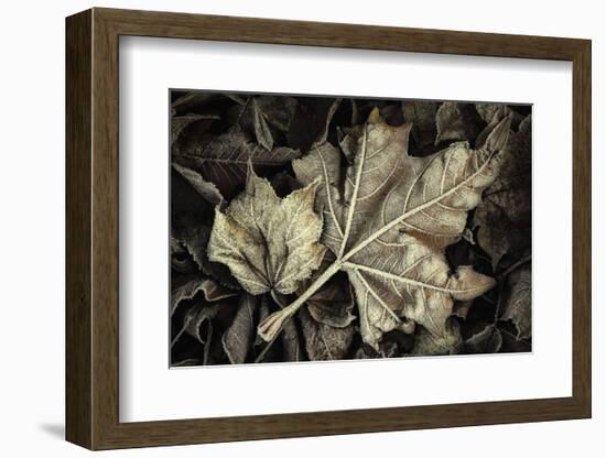 Frosted Leaves-David Lorenz Winston-Framed Art Print