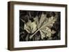 Frosted Leaves-David Lorenz Winston-Framed Art Print