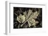 Frosted Leaves-David Lorenz Winston-Framed Art Print