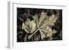 Frosted Leaves-David Lorenz Winston-Framed Art Print