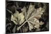 Frosted Leaves-David Lorenz Winston-Mounted Art Print