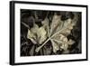 Frosted Leaves-David Lorenz Winston-Framed Art Print