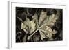 Frosted Leaves-David Lorenz Winston-Framed Art Print