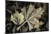 Frosted Leaves-David Lorenz Winston-Mounted Art Print