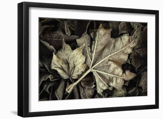 Frosted Leaves-David Lorenz Winston-Framed Giclee Print