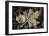 Frosted Leaves-David Lorenz Winston-Framed Giclee Print