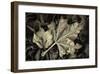 Frosted Leaves-David Lorenz Winston-Framed Giclee Print