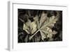 Frosted Leaves-David Lorenz Winston-Framed Giclee Print