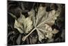 Frosted Leaves-David Lorenz Winston-Mounted Giclee Print