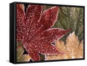 Frosted Maple Leaves, Oregon, USA-Stuart Westmorland-Framed Stretched Canvas