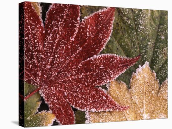 Frosted Maple Leaves, Oregon, USA-Stuart Westmorland-Stretched Canvas