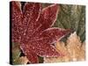 Frosted Maple Leaves, Oregon, USA-Stuart Westmorland-Stretched Canvas