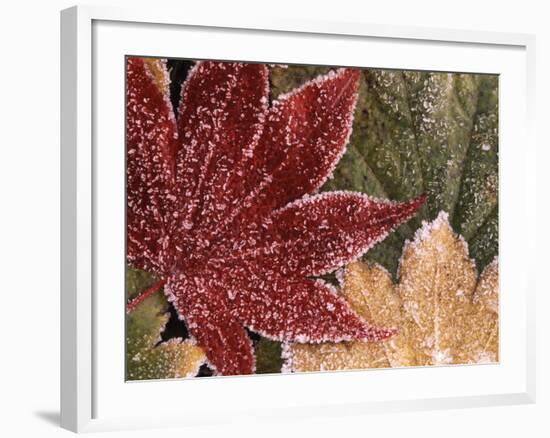 Frosted Maple Leaves, Oregon, USA-Stuart Westmorland-Framed Photographic Print