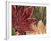 Frosted Maple Leaves, Oregon, USA-Stuart Westmorland-Framed Photographic Print