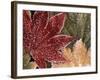 Frosted Maple Leaves, Oregon, USA-Stuart Westmorland-Framed Photographic Print