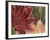 Frosted Maple Leaves, Oregon, USA-Stuart Westmorland-Framed Photographic Print