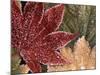 Frosted Maple Leaves, Oregon, USA-Stuart Westmorland-Mounted Photographic Print