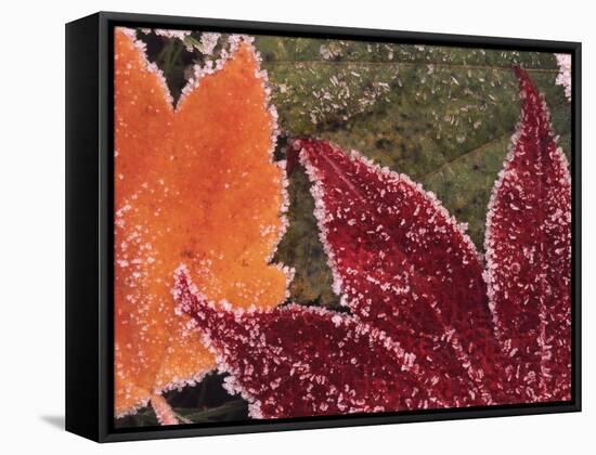 Frosted Maple Leaves, Oregon, USA-Stuart Westmorland-Framed Stretched Canvas