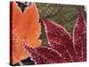 Frosted Maple Leaves, Oregon, USA-Stuart Westmorland-Stretched Canvas