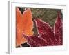 Frosted Maple Leaves, Oregon, USA-Stuart Westmorland-Framed Photographic Print