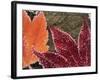 Frosted Maple Leaves, Oregon, USA-Stuart Westmorland-Framed Photographic Print