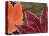 Frosted Maple Leaves, Oregon, USA-Stuart Westmorland-Stretched Canvas