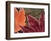 Frosted Maple Leaves, Oregon, USA-Stuart Westmorland-Framed Photographic Print