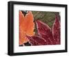 Frosted Maple Leaves, Oregon, USA-Stuart Westmorland-Framed Photographic Print