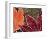 Frosted Maple Leaves, Oregon, USA-Stuart Westmorland-Framed Photographic Print