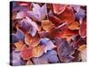 Frosted Maple leaves, Spokane County, Washington, USA-Charles Gurche-Stretched Canvas