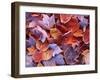 Frosted Maple leaves, Spokane County, Washington, USA-Charles Gurche-Framed Premium Photographic Print