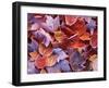 Frosted Maple leaves, Spokane County, Washington, USA-Charles Gurche-Framed Premium Photographic Print