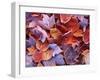 Frosted Maple leaves, Spokane County, Washington, USA-Charles Gurche-Framed Premium Photographic Print